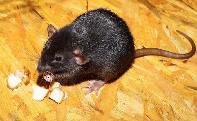 Ratten kunnen zo op je zolder terechtkomen! Afbeelding
